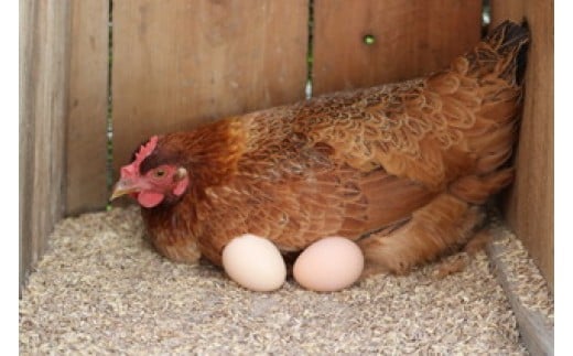 裏庭の土佐ジロー有精卵 25個入りパック