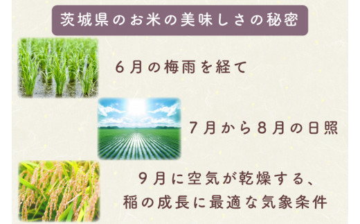 AL014　令和5年産米！茨城県産コシヒカリ（10kg）