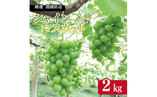 【 先行予約 】 シャインマスカット 2kg 《 2024年 8月 下旬 ～ 順次発送 》フルーツ ぶどう 葡萄 期間限定 旬 産地直送 農家直送 産直 贈答 家庭用 ギフト 中内農園 ぶどう 直売所 徳島県 阿波市 