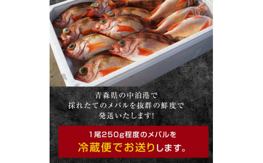 小泊港水揚げ 津軽海峡メバル 姿3尾 ※下処理済み 【卓立水産】魚 海鮮 ウスメバル メバル めばる 津軽海峡 1尾 丸ごと 津軽海峡 高級 海産物 刺身 煮付け 中泊町 青森 F6N-020