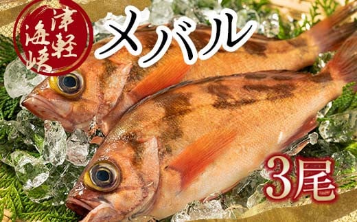 小泊港水揚げ 津軽海峡メバル 姿3尾 ※下処理済み 【卓立水産】魚 海鮮 ウスメバル メバル めばる 津軽海峡 1尾 丸ごと 津軽海峡 高級 海産物 刺身 煮付け 中泊町 青森 F6N-020