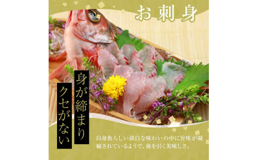 小泊港水揚げ 津軽海峡メバル 姿3尾 ※下処理済み 【卓立水産】魚 海鮮 ウスメバル メバル めばる 津軽海峡 1尾 丸ごと 津軽海峡 高級 海産物 刺身 煮付け 中泊町 青森 F6N-020