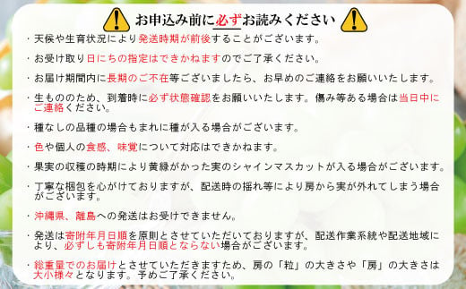  [No.5657-2661]【ちょっと訳あり】冷蔵 シャインマスカット大粒 約800g (約400ｇ×2パック) 《田子農園》■2024年発送■※11月上旬頃～12月下旬頃まで順次発送予定