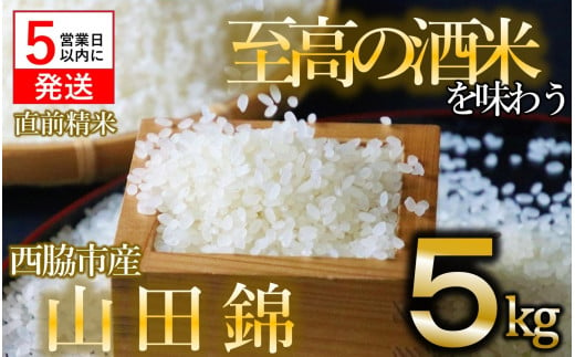 【令和５年産 山田錦】白米５kg（５kg×1袋）【５営業日以内に発送】(13-32)