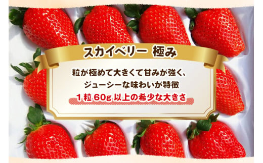 [数量限定] 完熟朝摘みスカイベリー 極み 12粒《1月初旬～2月初旬に順次発送》｜いちご 苺 イチゴ フルーツ 果物 産地直送 [0566]