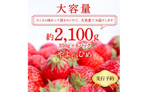 《先行予約》2月より順次発送※ いちご「 やよいひめ 」約350g×6パック 群馬県 千代田町 大粒 完熟収穫 大容量 とれたて 新鮮 送料 無料 数量 限定 甘い 豊かな 香り 贅沢 ご褒美 イチゴ ストロベリー 贈答 贈り物 ギフト プレゼント 家族 で 楽しむ フルーツ