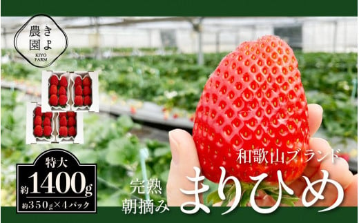 特大まりひめイチゴ 朝摘 6個～11個入×4パック【2025年1月中旬頃より発送】【先行予約】【KT4】