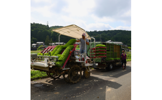 【令和6年産】新米 減農薬コシヒカリ 精米 5kg  【 米 コシヒカリ こしひかり 5キロ 5kg 精米 白米 こめ コメ お米 おこめ 農家直送 減農薬 低農薬 綾部 京都 森本ファーム 】