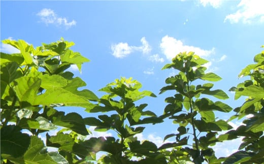 有機農園育ちの桑葉100％「くわ青汁」3袋