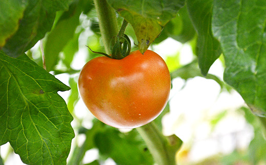 【先行受付】太陽の夏味 健太トマト 約1.2kg～1.4kg×1箱 ｜ 大玉トマト トマト とまと 甘い 野菜 やさい リコピン ヘルシー 新鮮 産地直送
※2024年7月下旬頃～9月中旬頃に順次発送予定