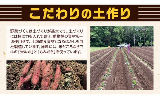 茨城県産 紅はるか 10kg 土付き 無選別 熟成 さつまいも 生芋 芋 サツマイモ 農薬不使用 化学肥料不使用 甘い 焼き芋 スイートポテト ねっとり