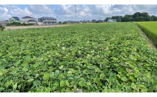 茨城県産 紅はるか 10kg 土付き 無選別 熟成 さつまいも 生芋 芋 サツマイモ 農薬不使用 化学肥料不使用 甘い 焼き芋 スイートポテト ねっとり