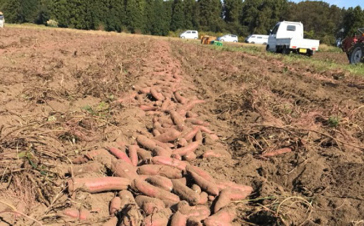 茨城県産 小芋 冷凍 焼き芋 べにはるか 2kg ご自宅用 贈答用 お土産 那珂市 芋助