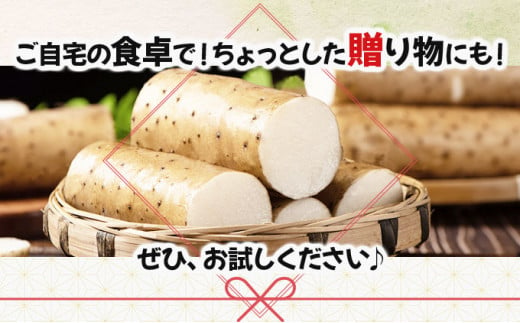 七戸産 長芋 10kg 【山芋 ながいも とろろ 白米 ご飯のお供 粘り ヘルシー あっさり 新鮮 野菜 青森県 七戸町 常温 贈り物 お中元 ギフト】【02402-0055】