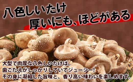 【無地のし】 南魚沼産 八色 しいたけ 1kg シイタケ 椎茸 生しいたけ きのこ キノコ 肉厚 越季 新潟県 南魚沼市