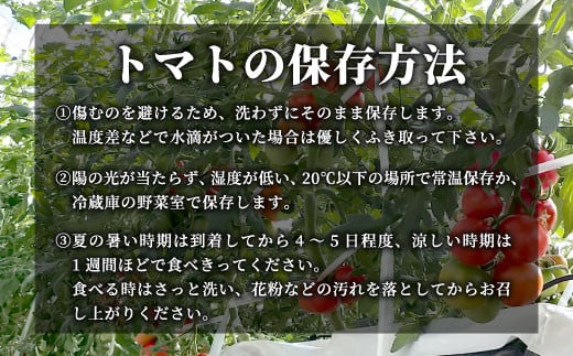 3人に1人がリピーター★2024年9月～10月にお届け★1.2kg！山の湧き水で育った高原トマト「フルティカ」割れ保障付5000円