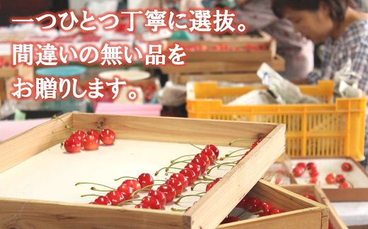 【令和7年産先行予約】【数量限定】温室さくらんぼ 「紅秀峰」 約500g (特秀 2～3L) 化粧箱入り 《令和7年5月下旬～発送》 『松田観光果樹園』 数量限定 サクランボ 果物 フルーツ 産地直送 生産農家直送 ギフト 贈答 山形県 南陽市 [1692]