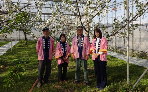 【令和7年産先行予約】【数量限定】温室さくらんぼ 「紅秀峰」 約500g (特秀 2～3L) 化粧箱入り 《令和7年5月下旬～発送》 『松田観光果樹園』 数量限定 サクランボ 果物 フルーツ 産地直送 生産農家直送 ギフト 贈答 山形県 南陽市 [1692]