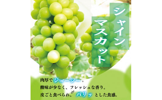 【先行予約】 シャインマスカット 定期便 2回 約1kg ＜出荷時期：2024年8月上旬～2024年9月下旬頃＞フルーツ ぶどう 葡萄 【内祝い 内祝 お祝い 御祝い 御祝 お礼 御礼 プレゼント ギフト 贈り物 三木ぶどう園 徳島県 阿波市 】