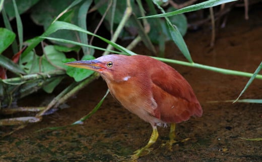 新発見がいっぱい！　金武町　専門家による野鳥ガイド　