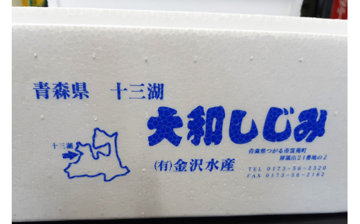 [令和7年2月中旬発送] 青森県十三湖産【冷蔵】活ヤマトシジミ 中 1.5kg｜十三湖産 青森 津軽 つがる しじみ みそ汁 味噌汁 しじみ汁 [0568]