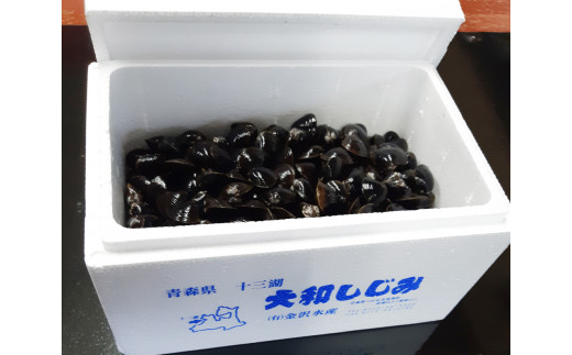 [令和7年2月中旬発送] 青森県十三湖産【冷蔵】活ヤマトシジミ 中 1.5kg｜十三湖産 青森 津軽 つがる しじみ みそ汁 味噌汁 しじみ汁 [0568]