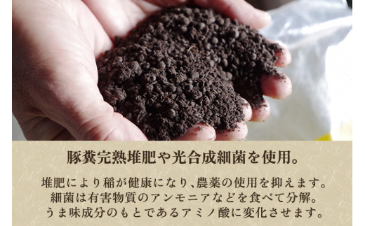 【令和6年産新米先行予約】化学肥料不使用 従来コシヒカリ 10kg【厳選八蔵】特別栽培 従来品種 有機肥料 精米 米 お米 加茂市 新潟サトウ農園