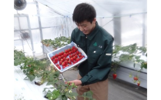 （徳島県立池田高等学校三好校）イチゴワイン「高原の煌」１本