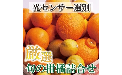 ＜2月より発送＞厳選旬の柑橘詰合せ2.5kg+75g（傷み補償分）【有田の春みかん詰め合わせ・フルーツ詰め合せ・オレンジつめあわせ】【光センサー選別】