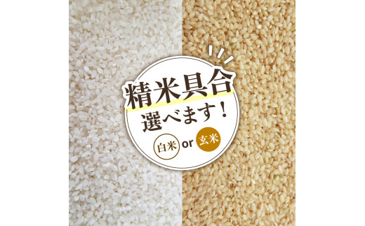 【 先行予約 】令和6年産 新米 予約 こしひかり 白米 10kg 定期便 3ヶ月 コシヒカリ 定期 3か月  10kg × 3回 計 30kg 米 滋賀県 竜王町 国産 農家直送 特別栽培米 コシヒカリ  2024年産 国産 農家直送 環境こだわり お米 こめ おこめ 産地直送 送料無料