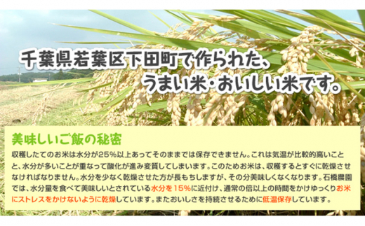 米 若葉の舞 コシヒカリ 玄米食用2Kg×2個セット こしひかり セット お米 玄米 千葉 千葉県 低温保存 [№5346-0836]