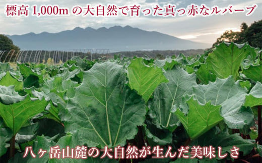 【25年発送先行予約】赤いルバーブ・フレッシュ 約1kg ※配送不可地域あり 野菜 ルバーブ 西洋野菜 食物繊維 カリウム カルシウム ビタミンC アントシアニン 美容 かぼちゃん農園 お届け：2025年6月頃～11月初旬