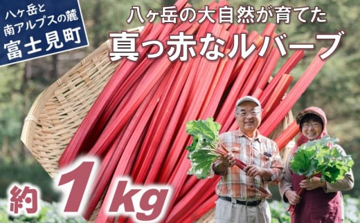 【25年発送先行予約】赤いルバーブ・フレッシュ 約1kg ※配送不可地域あり 野菜 ルバーブ 西洋野菜 食物繊維 カリウム カルシウム ビタミンC アントシアニン 美容 かぼちゃん農園 お届け：2025年6月頃～11月初旬