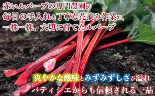 【25年発送先行予約】赤いルバーブ・フレッシュ 約1kg ※配送不可地域あり 野菜 ルバーブ 西洋野菜 食物繊維 カリウム カルシウム ビタミンC アントシアニン 美容 かぼちゃん農園 お届け：2025年6月頃～11月初旬