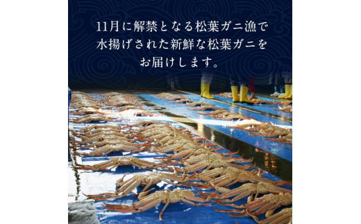 ５７６．【ボイル】鳥取ブランド　松葉ガニ『五輝星』
※2024年11月上旬～2025年3月下旬頃に順次発送予定
※着日指定不可