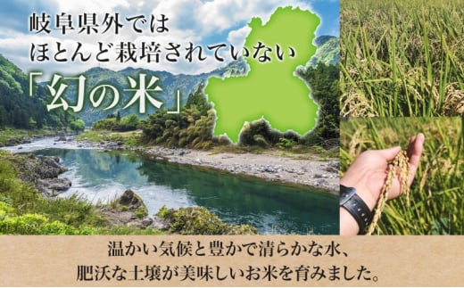 [№5308-0444]令和6年産 低農薬 清流育ち はつしも 精米 10kg×2袋 計20kg 新米 お米 精白米 白米 米 ごはん 米 ご飯 ハツシモ あっさり ブランド米 大粒 幻の米 お取り寄せ 自家用 贈答用 贈り物 御礼 産地直送 送料無料 美濃グリーン 岐阜県 美濃市