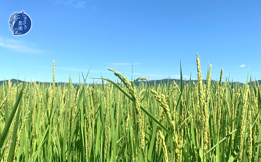 【米食味コンクール金賞受賞農園】 特別栽培こゆきもち使用 杵つき餅 4袋セット 『しまさき農園』 南陽市産 山形県 南陽市 [1264]