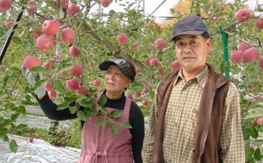 【訳あり】青森県南部町産りんご 家庭用サンふじ 約5kg【泉山果樹園】青森りんご リンゴ 林檎 アップル あおもり 青森 青森県 南部町 三戸 南部 果物 くだもの フルーツ 訳アリ わけあり 家庭用 規格外 F21U-402