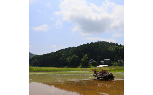 【定期便12回】【令和6年産】新米 減農薬ミルキークイーン 玄米 5kg 毎月お届け 12ヶ月【 定期便 米 ミルキークイーン 5キロ 5kg 玄米 こめ コメ お米 おこめ 減農薬 低農薬 農家直送 綾部 京都 森本ファーム 】