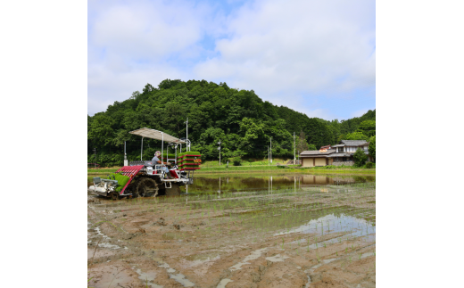 【定期便12回】【令和6年産】新米 減農薬ミルキークイーン 玄米 5kg 毎月お届け 12ヶ月【 定期便 米 ミルキークイーン 5キロ 5kg 玄米 こめ コメ お米 おこめ 減農薬 低農薬 農家直送 綾部 京都 森本ファーム 】