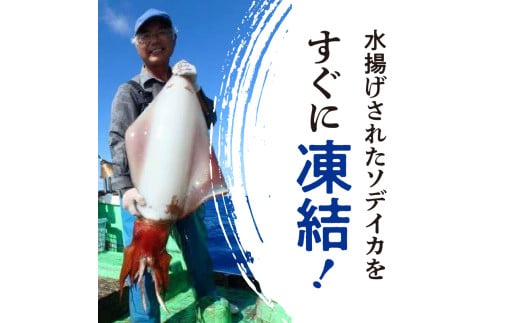 沖永良部島 イカの王様！ソデイカ 1.5kg　C010-024