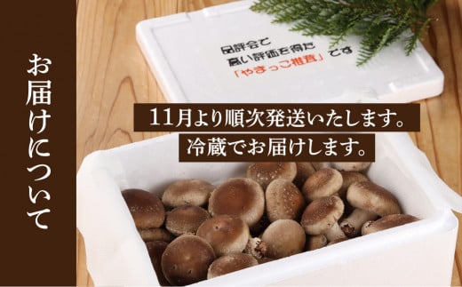 予約受付【期間限定】（2024年11月から順次発送）菌床生椎茸　詰め合わせ 1.2kg しいたけ シイタケ 生しいたけ 椎茸 下呂温泉 下呂市 飛騨 やまっこ 生椎茸 肉厚