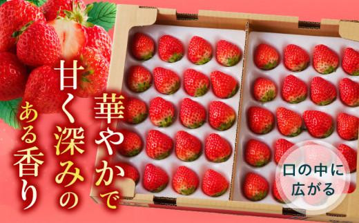 ケーキ用 さぬきひめいちご 4トレー(各約280g)【2025年1月上旬～2025年4月下旬配送】