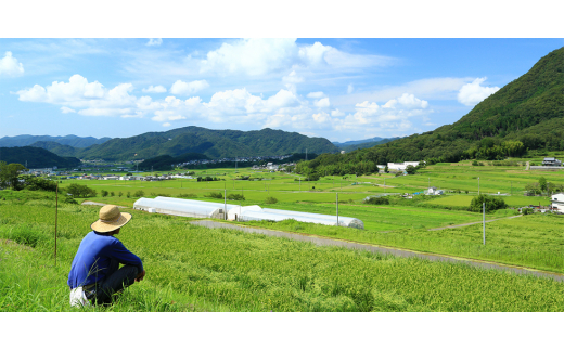 ＜抗生物質不使用＞＜非加熱＞蜂助の季節のはちみつセット　240g×3本【1472180】