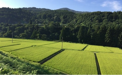 コタキホワイトギフトボトル ２本セット（令和6年産）