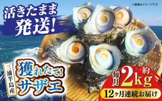 【全12回定期便】サザエ 2kg 13～20個 三浦半島【長井水産株式会社】 [AKAJ024]