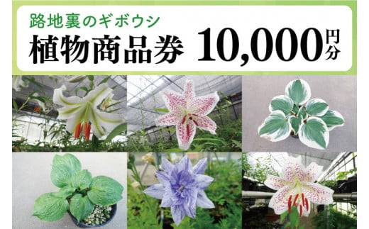 53-02 「路地裏のギボウシ」商品券 10,000円分【植物 希少 品種 多肉植物 利用券 利用チケット 茨城県 阿見町】