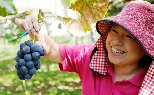 「収穫した果物がお客さんに喜んでもらえると嬉しい。子供を嫁に出すようなもの。」と手間を惜しまず農業に取り組んでいます。