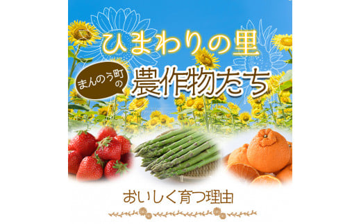 ＜期間限定！2024年10月上旬以降順次発送予定＞香川県産 温州みかん小玉サイズ(約10kg) 【man079】【Aglio nero】