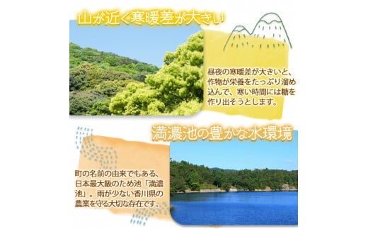 ＜期間限定！2024年10月上旬以降順次発送予定＞香川県産 温州みかん小玉サイズ(約10kg) 【man079】【Aglio nero】